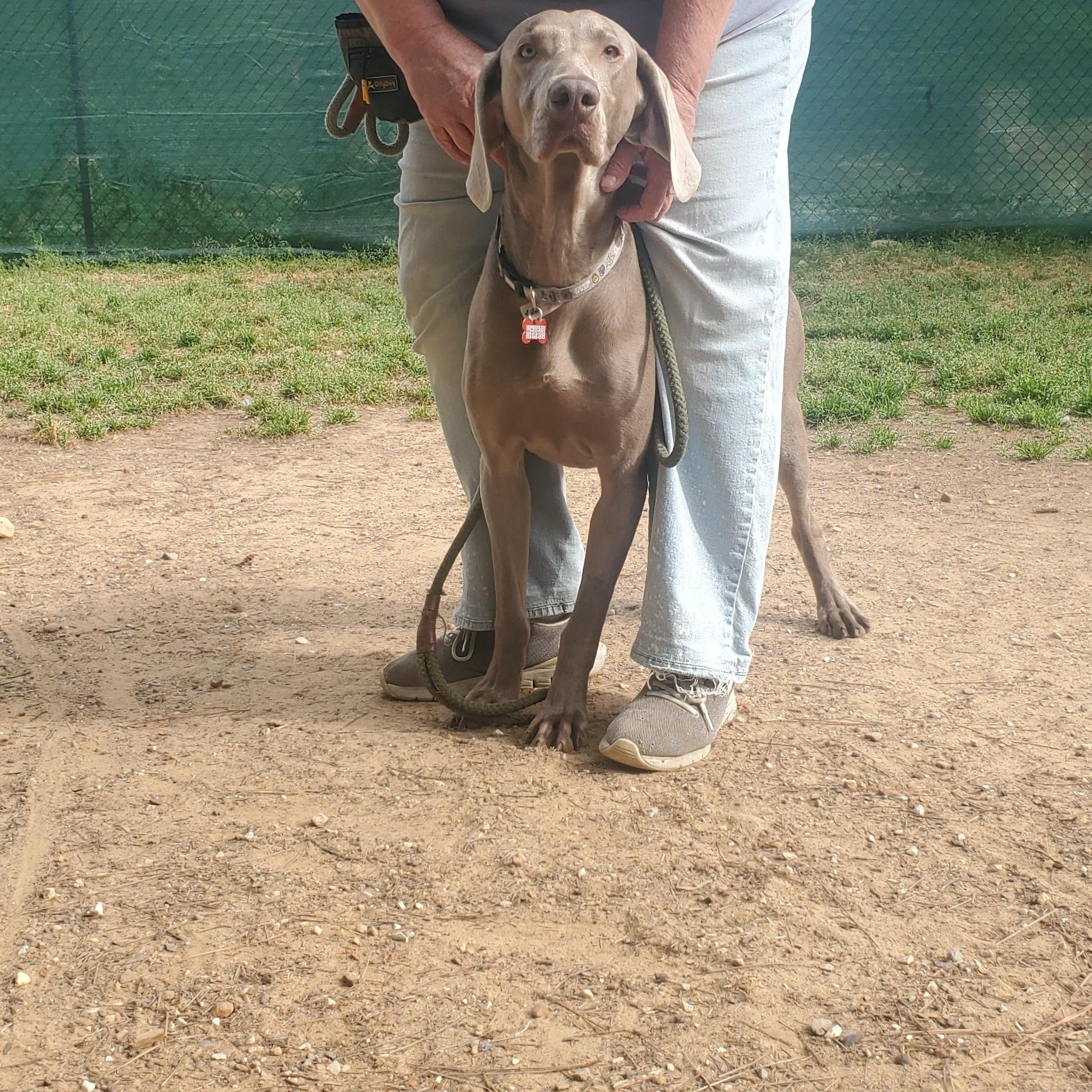 Enlarge Finn, a ADOPTABLE Weimaraner in Birmingham, AL image 3/3