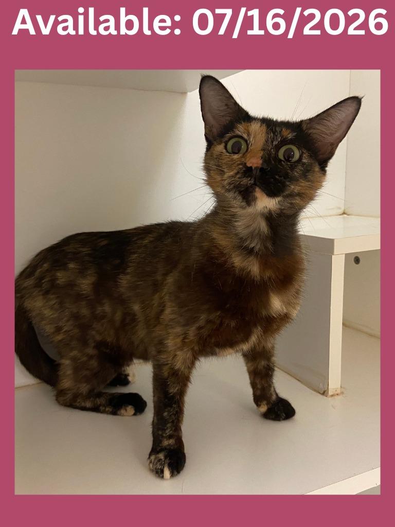 Enlarge Cat Condo #14, a Adoptable mixed breed in Greenville, TX image 1/1