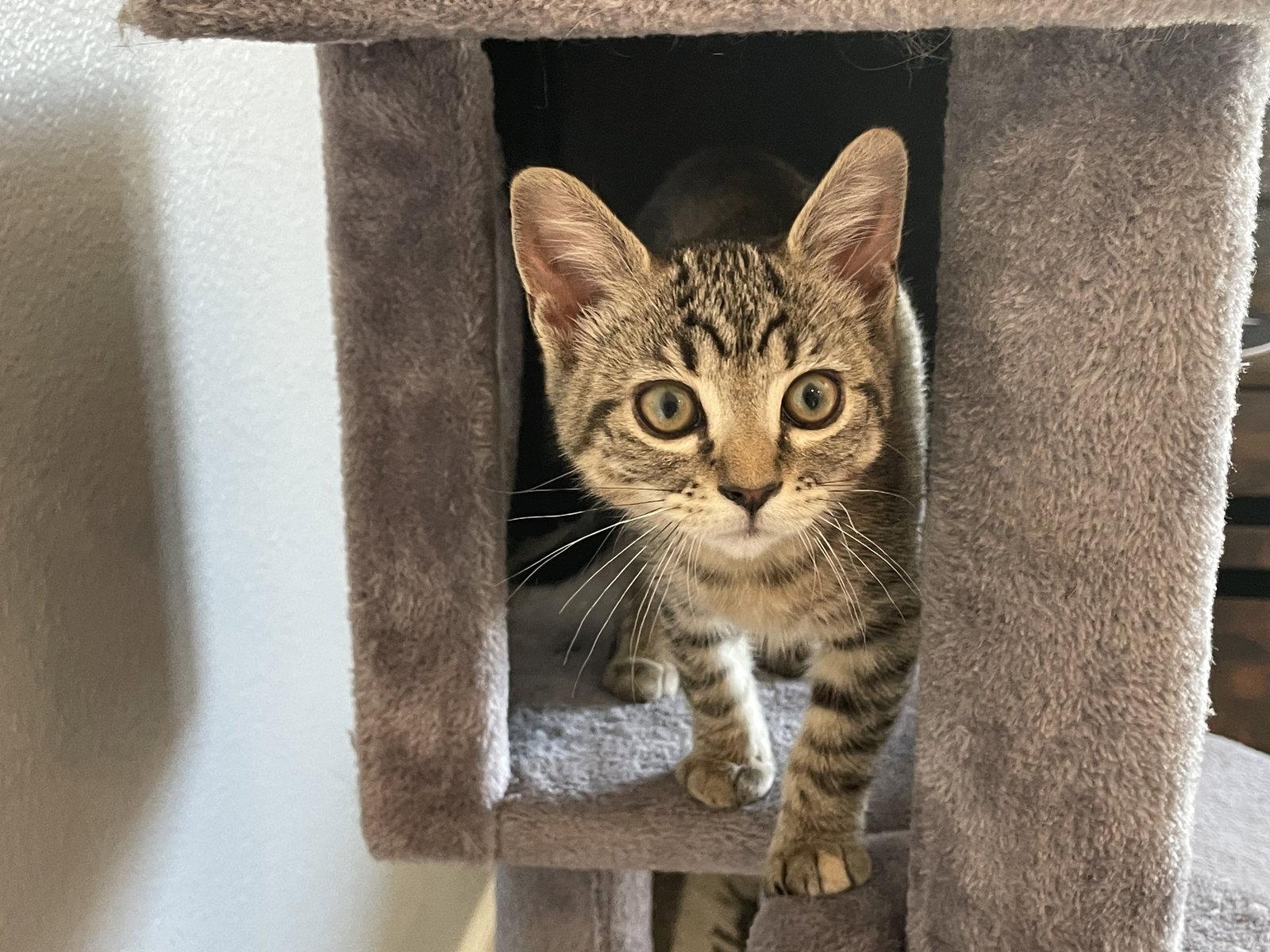 Fauna - Pepper Jack, Adopted, Kitten Female Tabby.