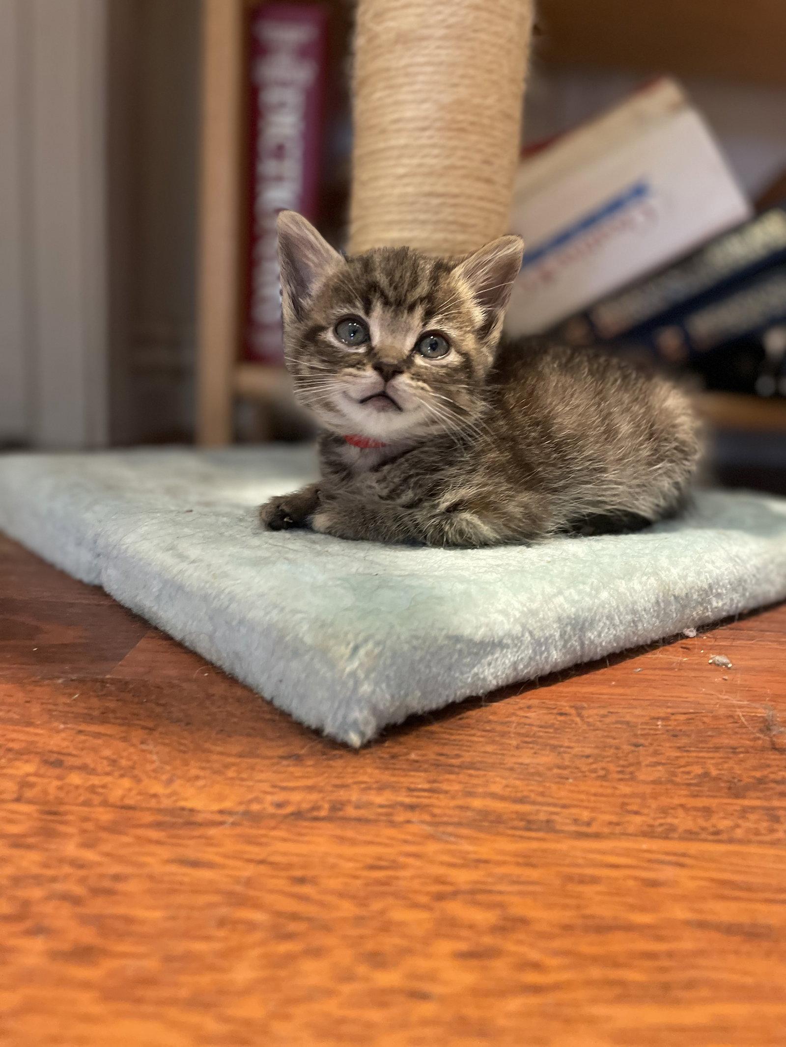 Enlarge Fauna - Pepper Jack, a Adopted Tabby in Vacaville, CA image 2/3