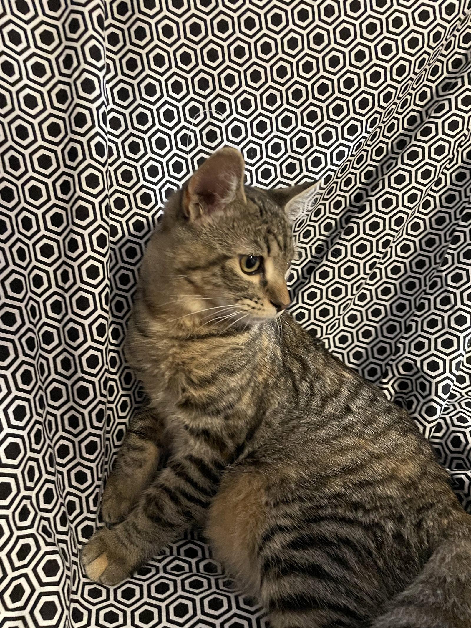 Enlarge Fauna - Pepper Jack, a Adopted Tabby in Vacaville, CA image 3/3