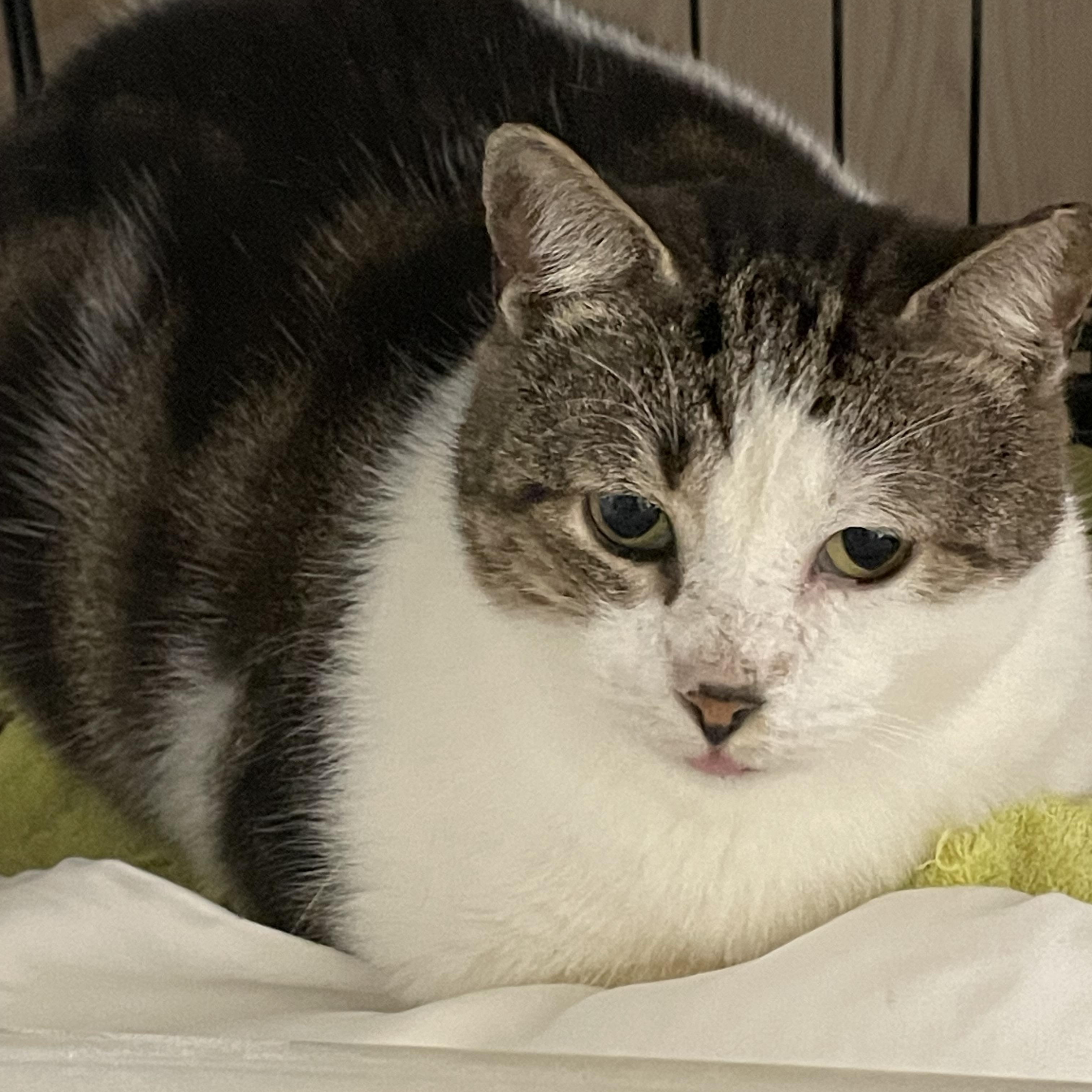 Sweet Oliver, Adoptable, Young Male Domestic Short Hair.