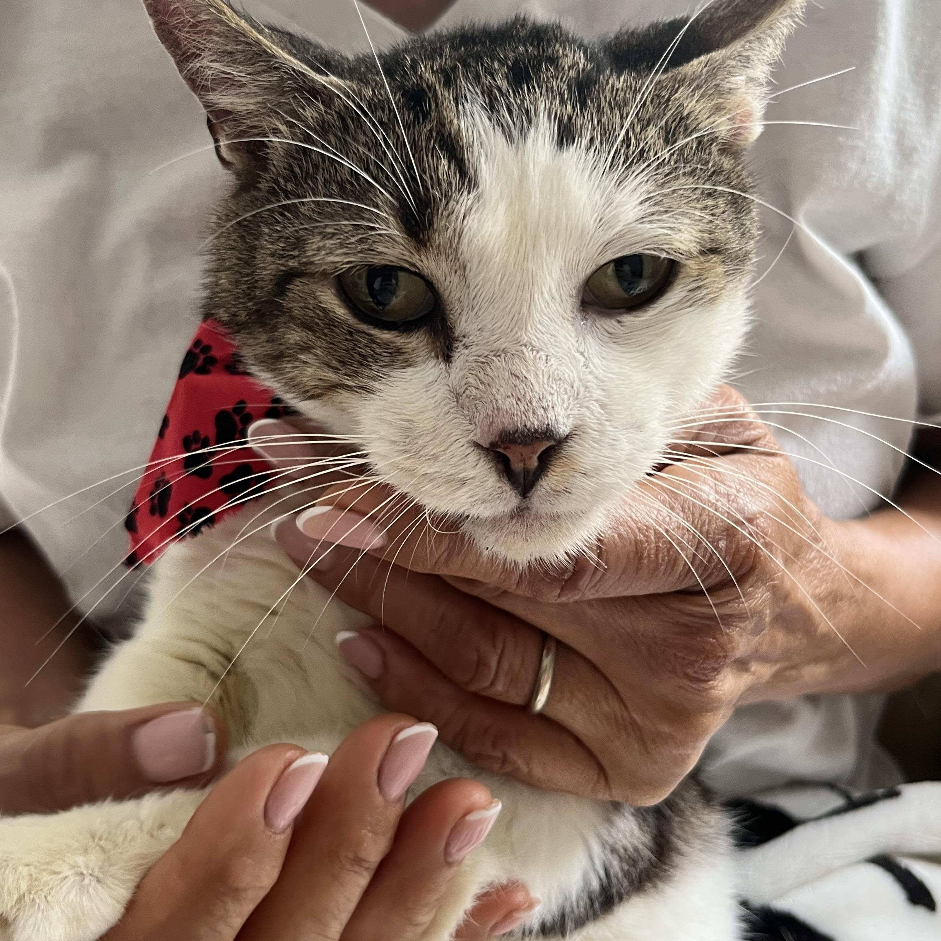 Enlarge Sweet Oliver, an adoptable Domestic Short Hair in Parkland, FL image 3/4
