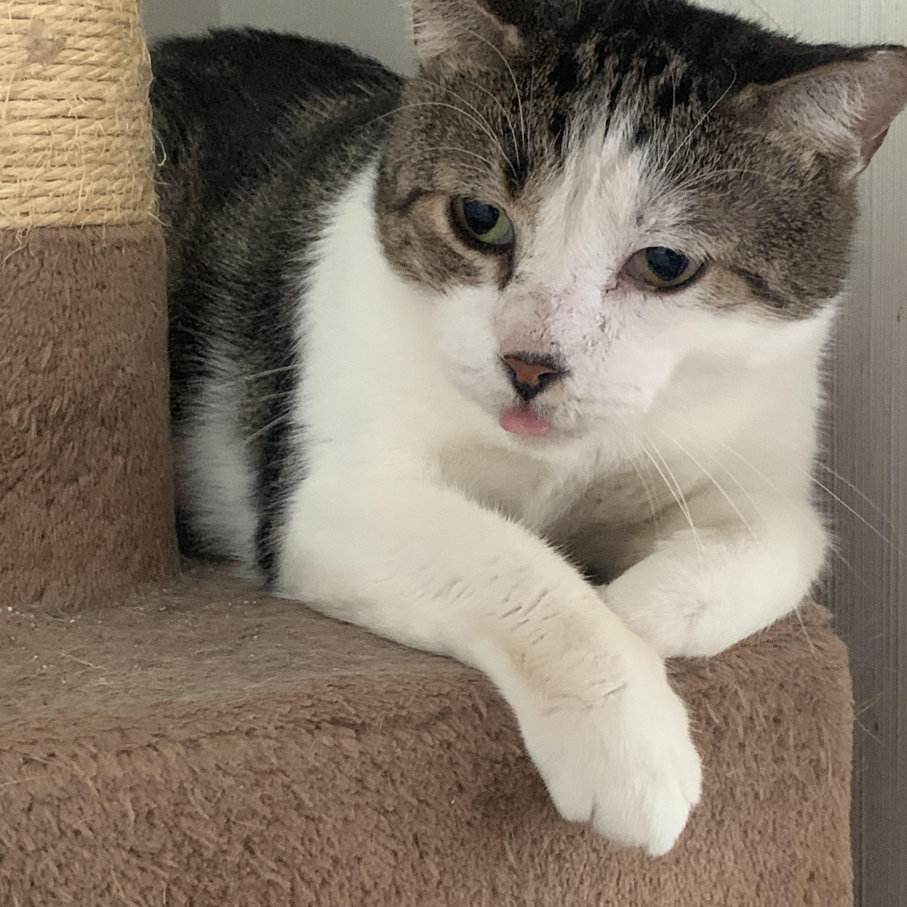 Sweet Oliver, a Adoptable Domestic Short Hair in Parkland, FL image 1/5