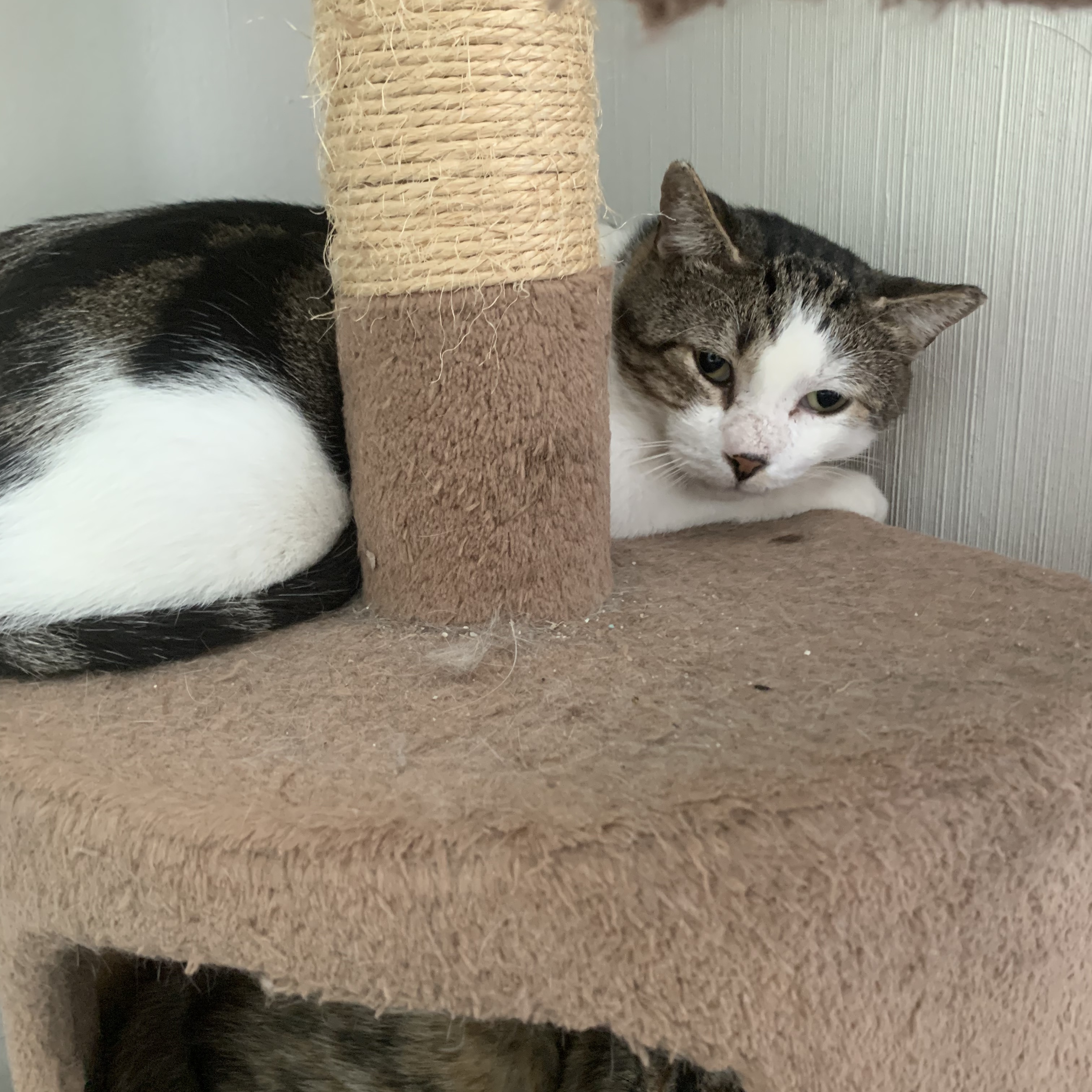 Sweet Oliver, a Adoptable Domestic Short Hair in Parkland, FL image 3/5