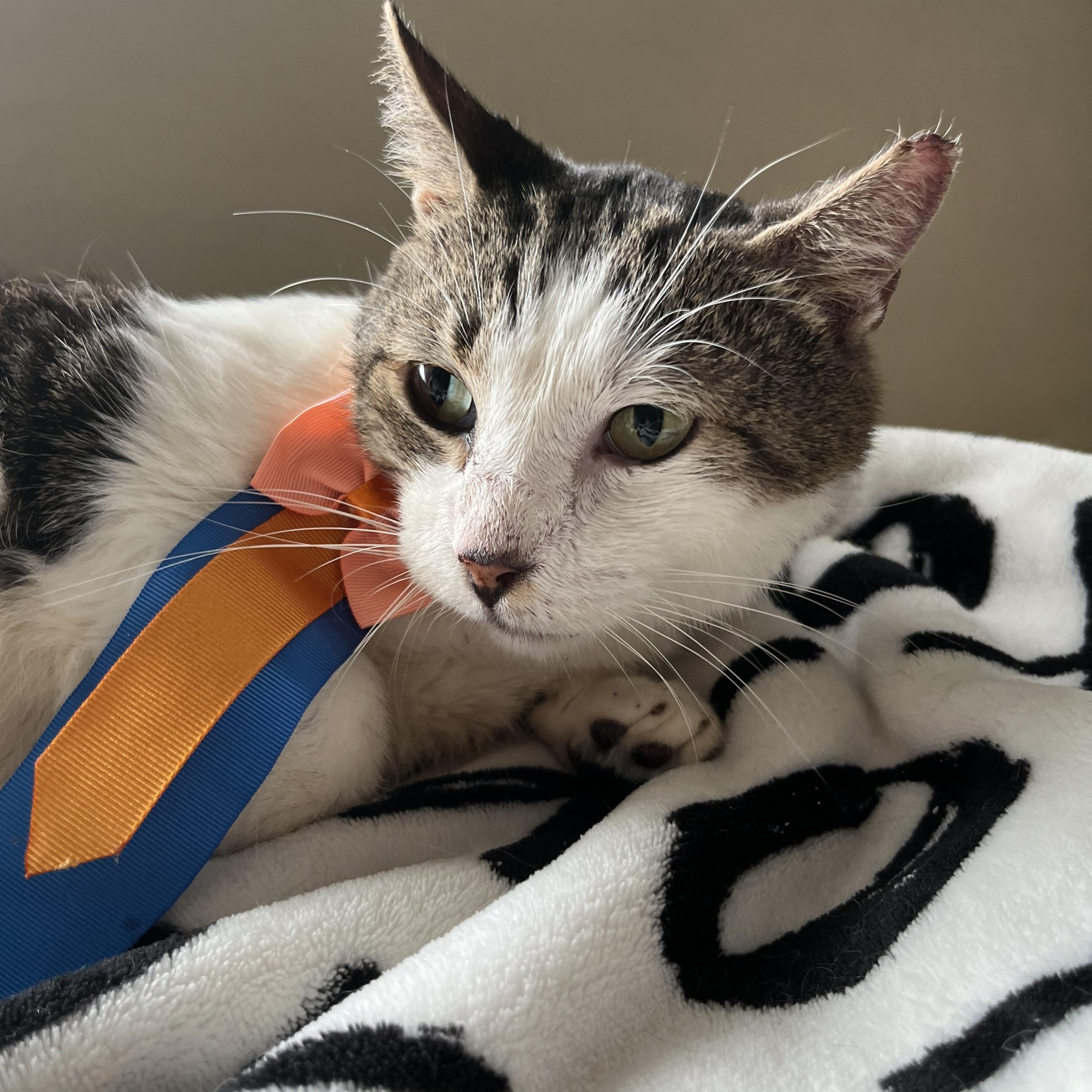 Sweet Oliver, adoptable, Young Male Domestic Short Hair.