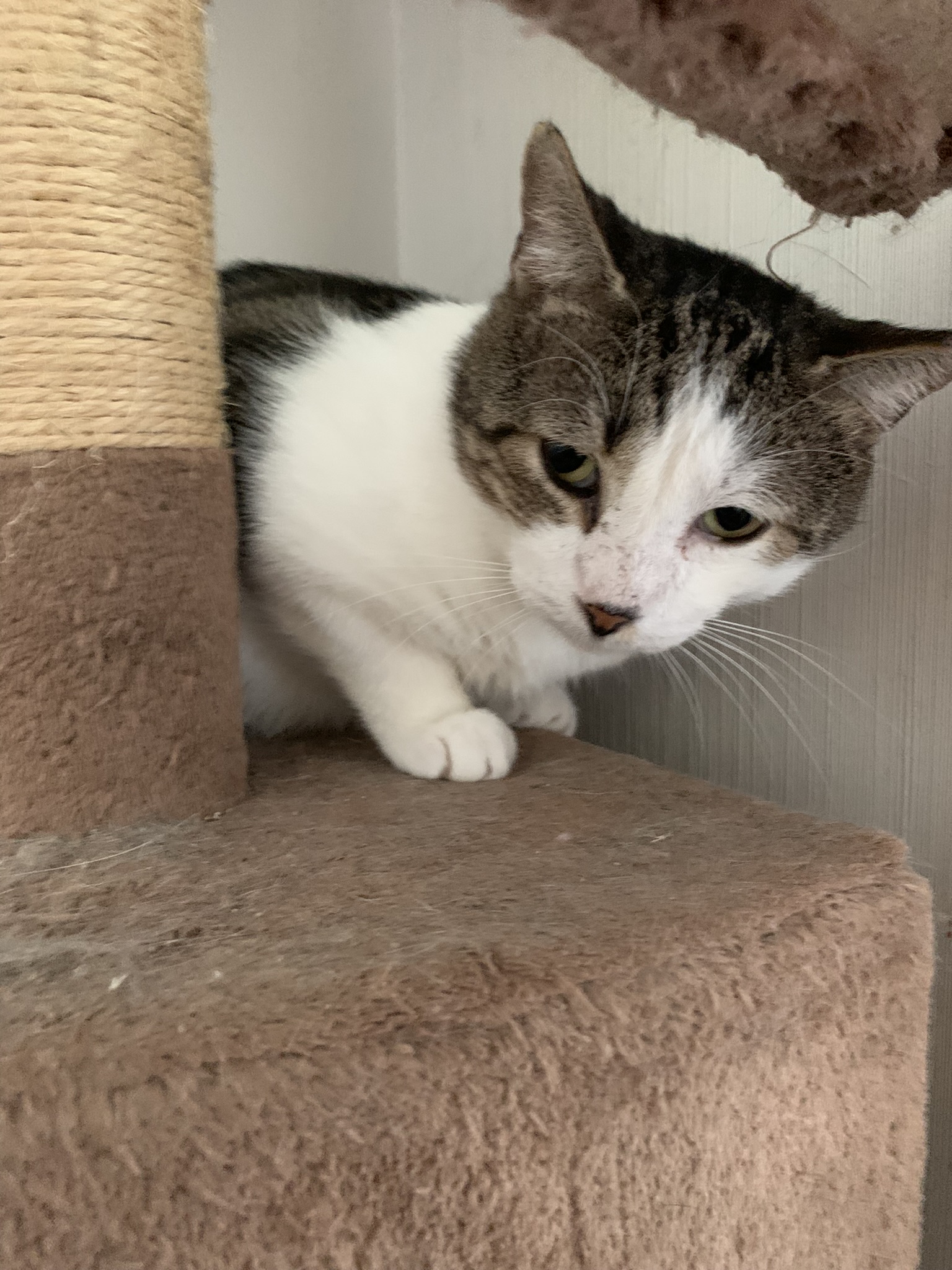 Sweet Oliver, a Adoptable Domestic Short Hair in Parkland, FL image 2/5