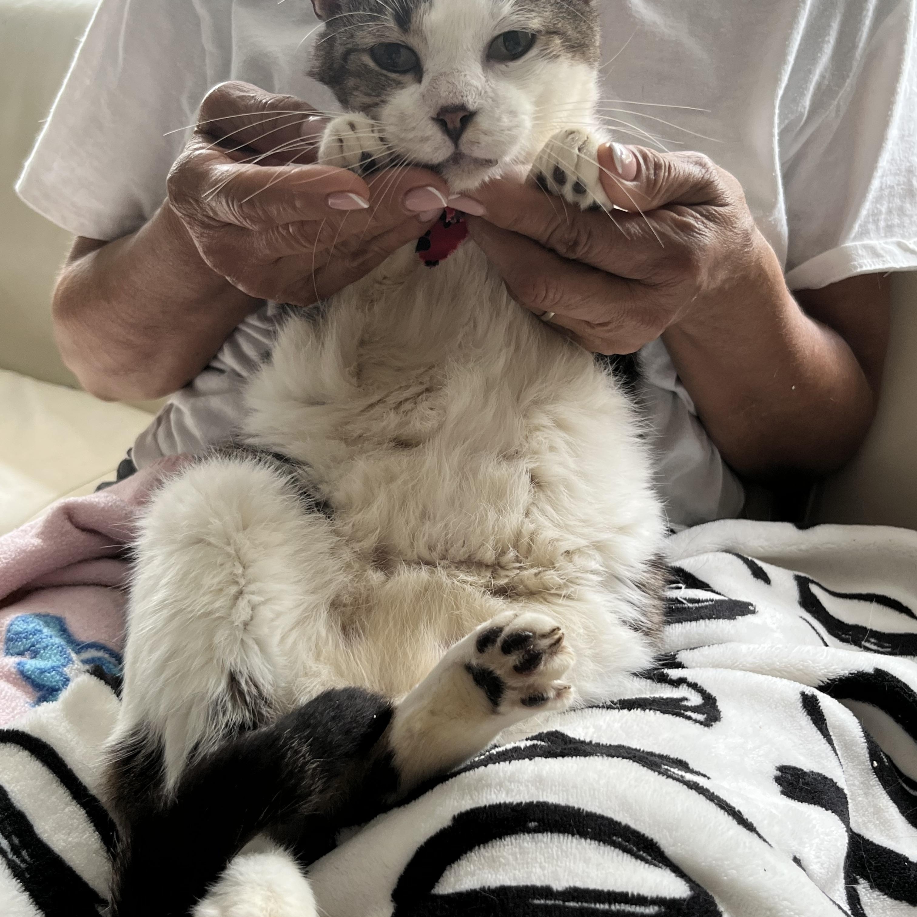 Enlarge Sweet Oliver, an adoptable Domestic Short Hair in Parkland, FL image 2/4