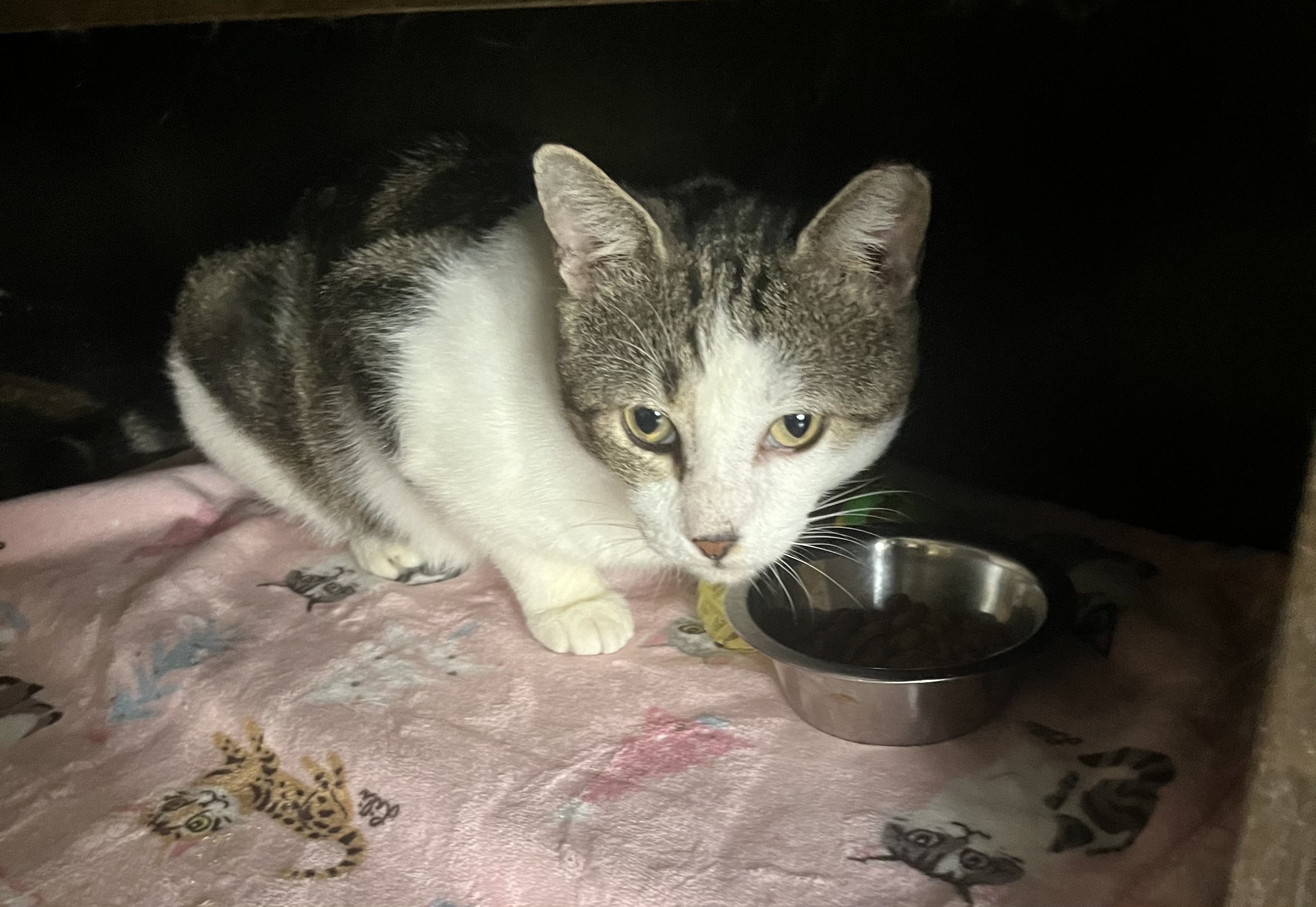 Sweet Oliver, a Adoptable Domestic Short Hair in Parkland, FL image 4/5