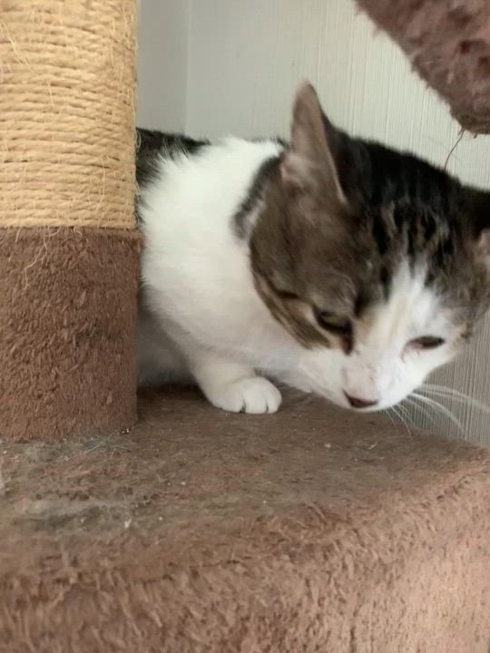 Enlarge Sweet Oliver, a Adoptable Domestic Short Hair in Parkland, FL video 5/5