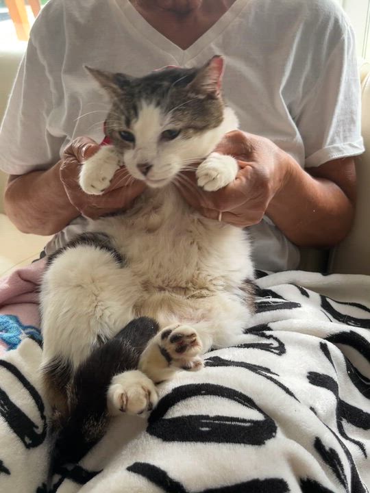Enlarge Sweet Oliver, an adoptable Domestic Short Hair in Parkland, FL video 4/4
