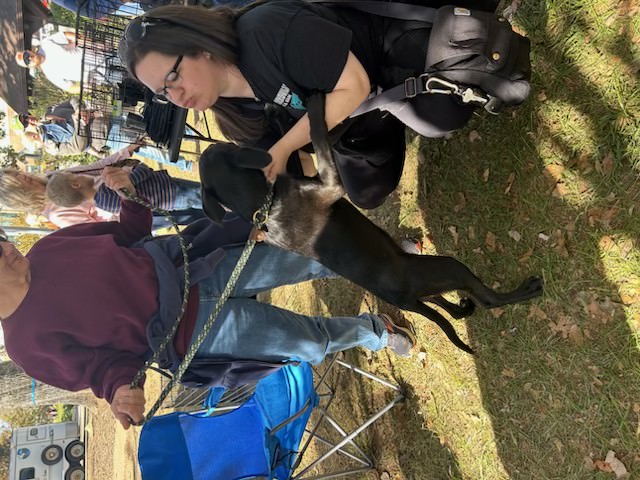 Pete, a Adoptable mixed breed in Blue Ridge, GA image 5/6