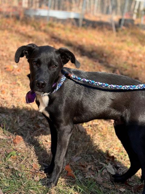 Pete, Adoptable, Puppy Male Black Labrador Retriever.
