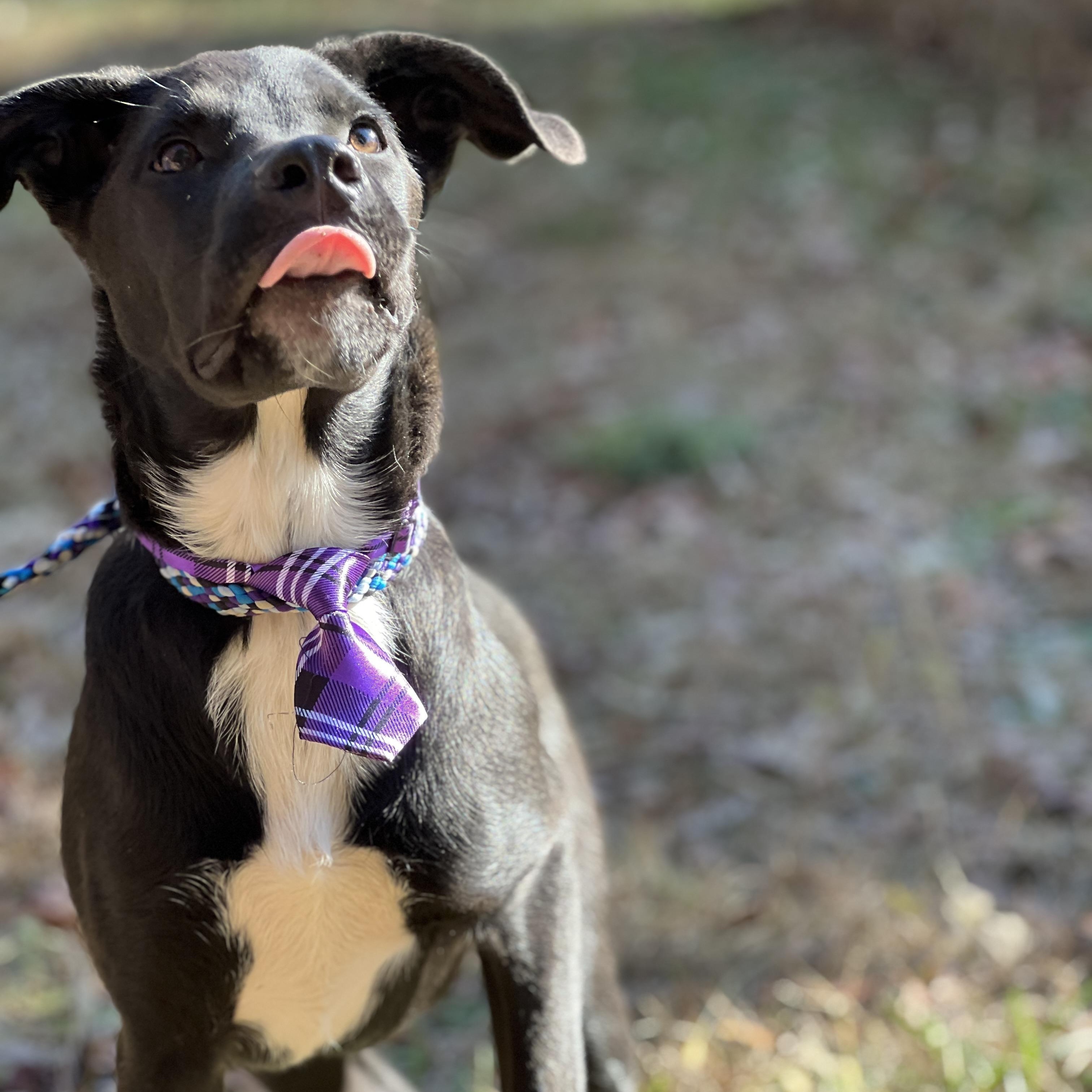 Pete, Adoptable, Puppy Male Black Labrador Retriever.
