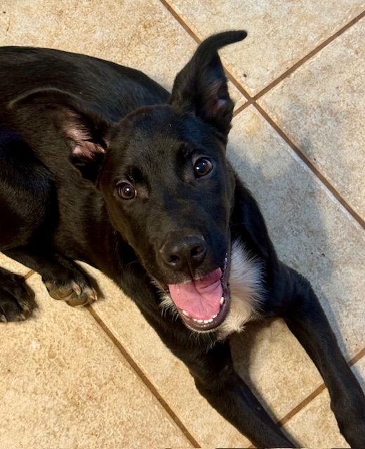 Pete, a Adoptable mixed breed in Blue Ridge, GA image 4/6