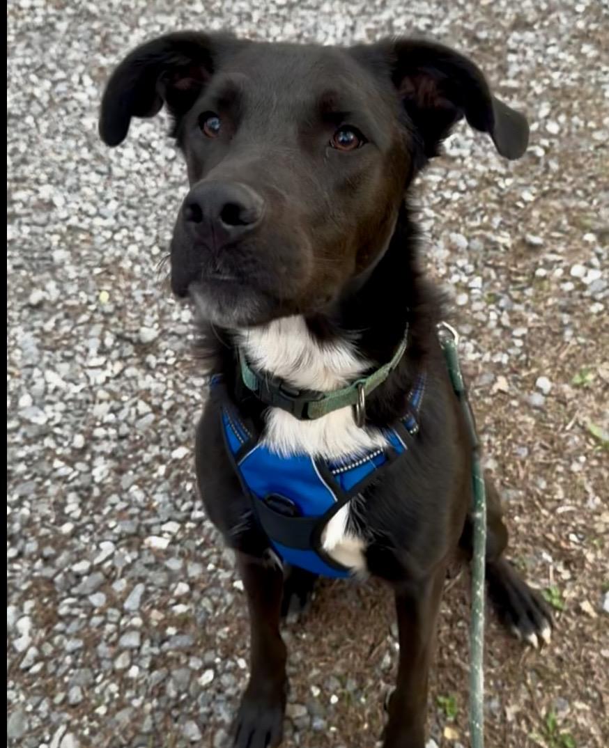 Enlarge Pete, a Adoptable mixed breed in Blue Ridge, GA image 4/6