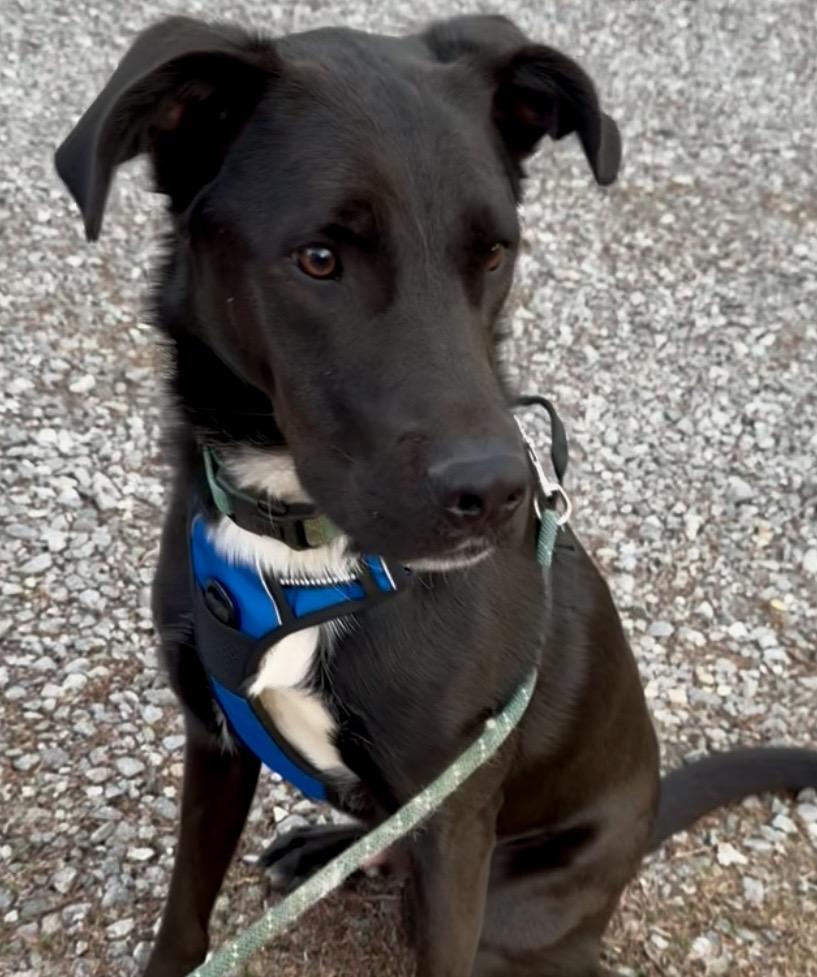 Enlarge Pete, a Adoptable mixed breed in Blue Ridge, GA image 2/6