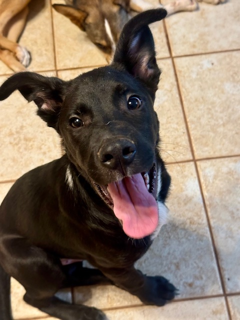 Pete, a Adoptable mixed breed in Blue Ridge, GA image 6/6