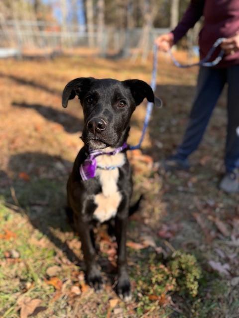 Pete, a Adoptable mixed breed in Blue Ridge, GA image 3/6