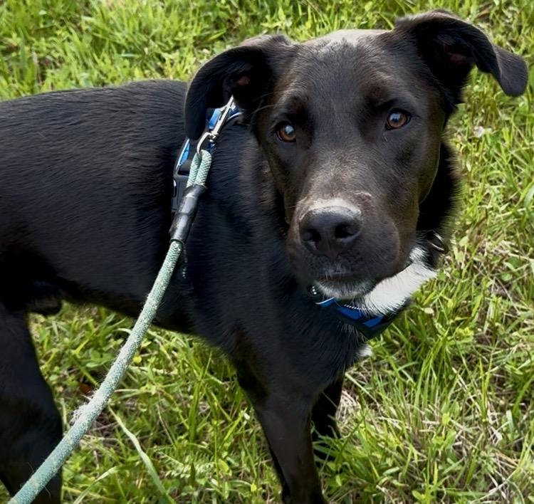 Enlarge Pete, a Adoptable mixed breed in Blue Ridge, GA image 1/6