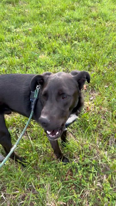 Enlarge Pete, a Adoptable mixed breed in Blue Ridge, GA video 3/6