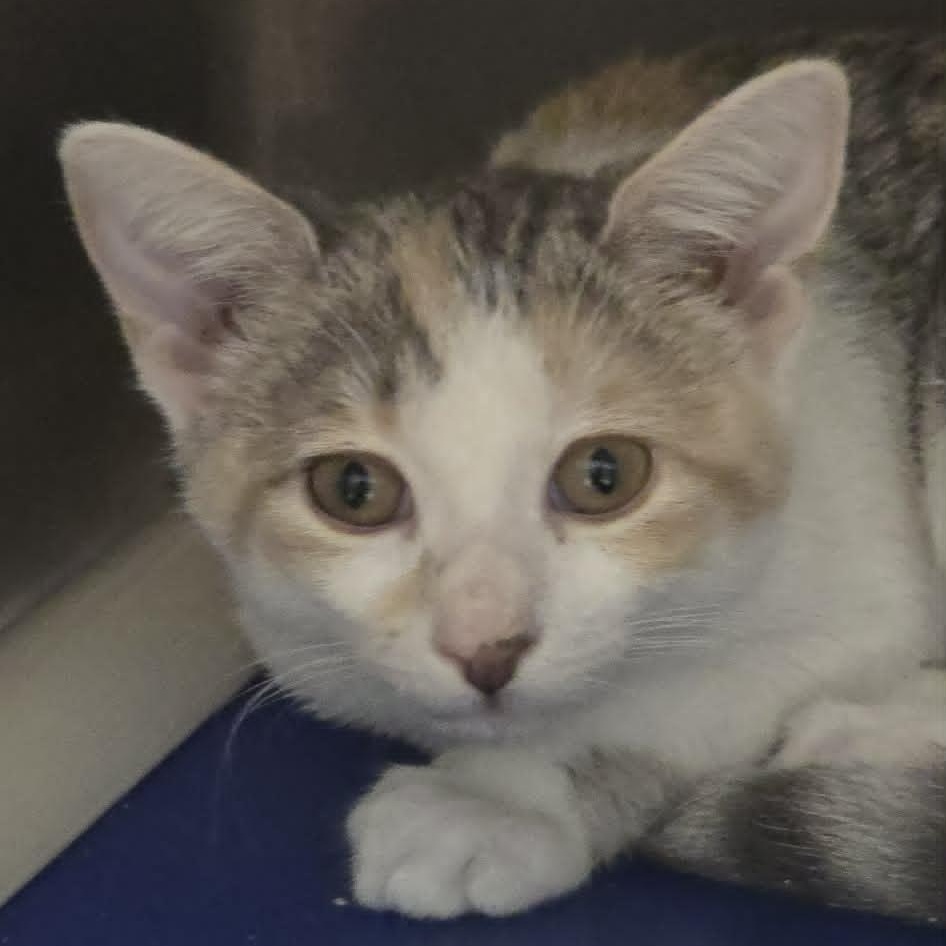 Enlarge Amelia, an adoptable Domestic Short Hair in Orange, VA image 2/3