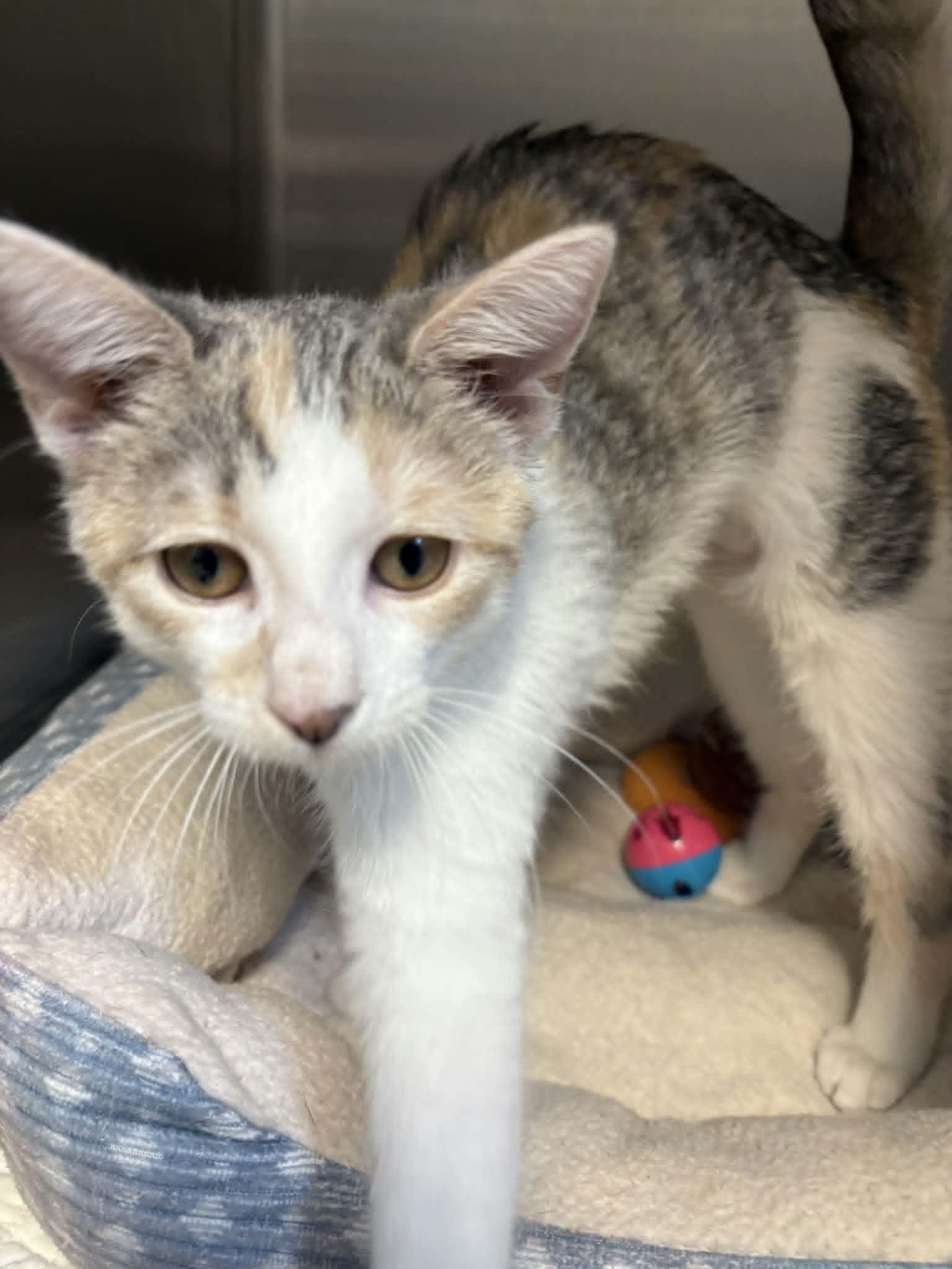 Enlarge Amelia, an adoptable Domestic Short Hair in Orange, VA image 3/3