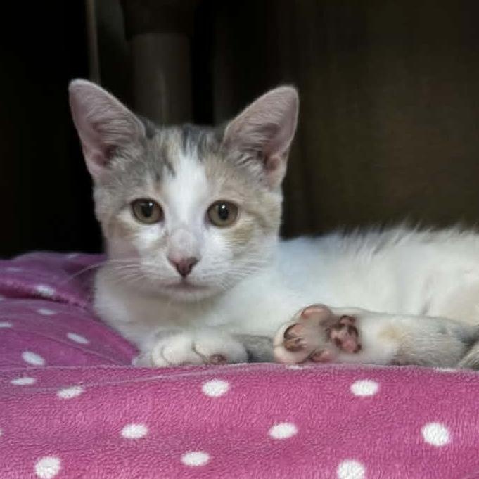 Enlarge Amelia, an adoptable Domestic Short Hair in Orange, VA image 1/3