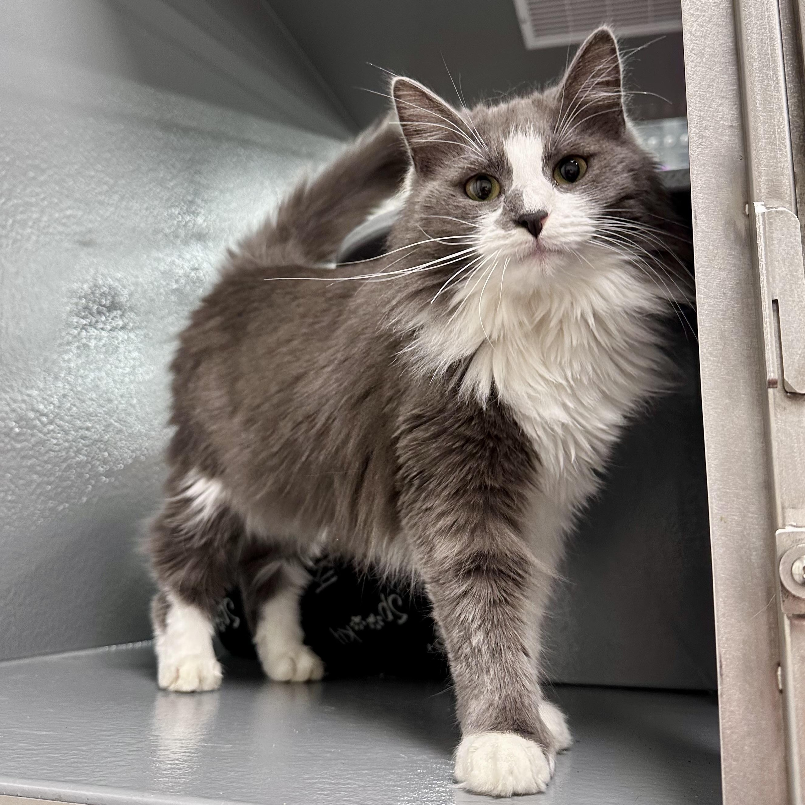 Enlarge Samaira, a Adopted Domestic Long Hair in Dalton, GA image 1/4