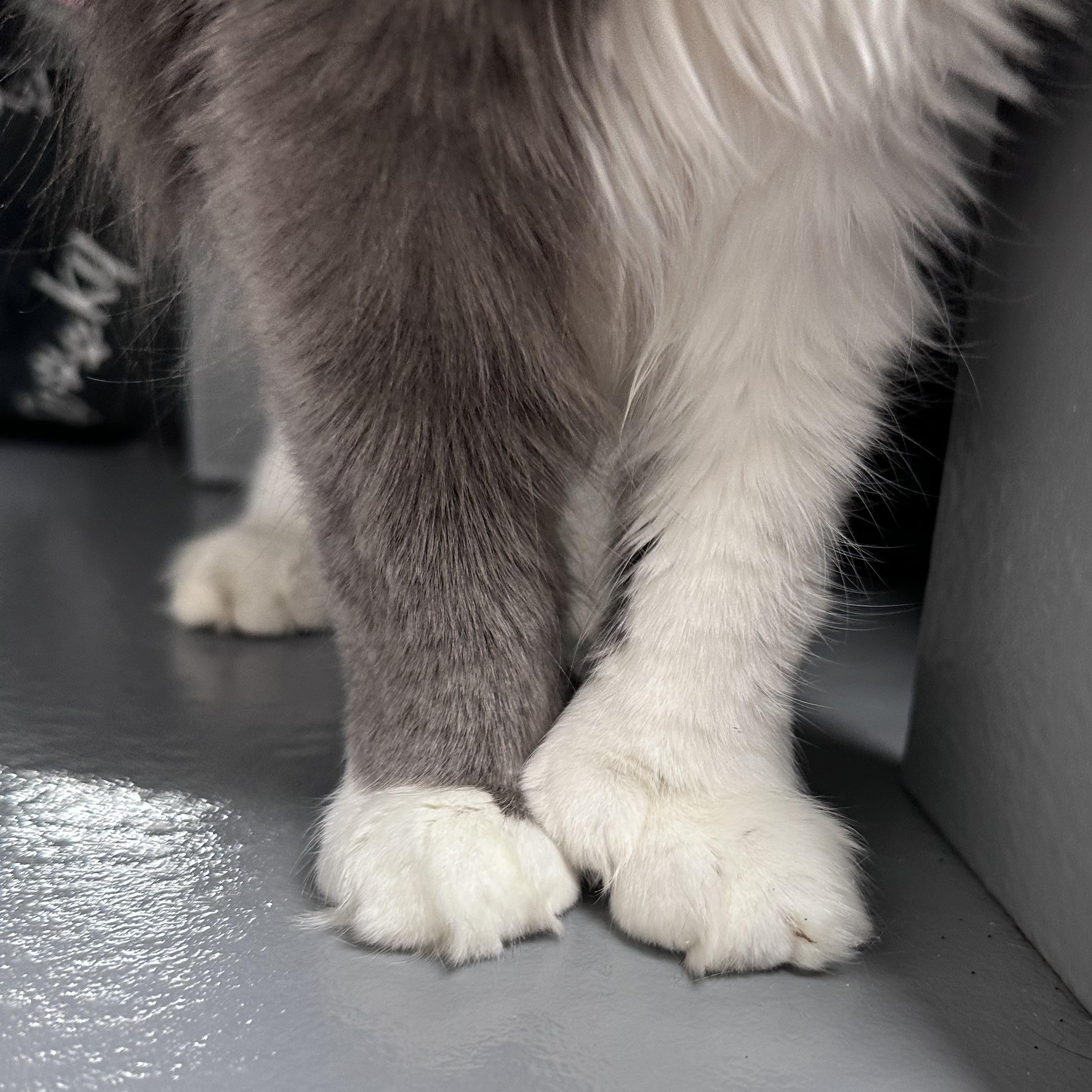 Enlarge Samaira, a Adopted Domestic Long Hair in Dalton, GA image 2/4