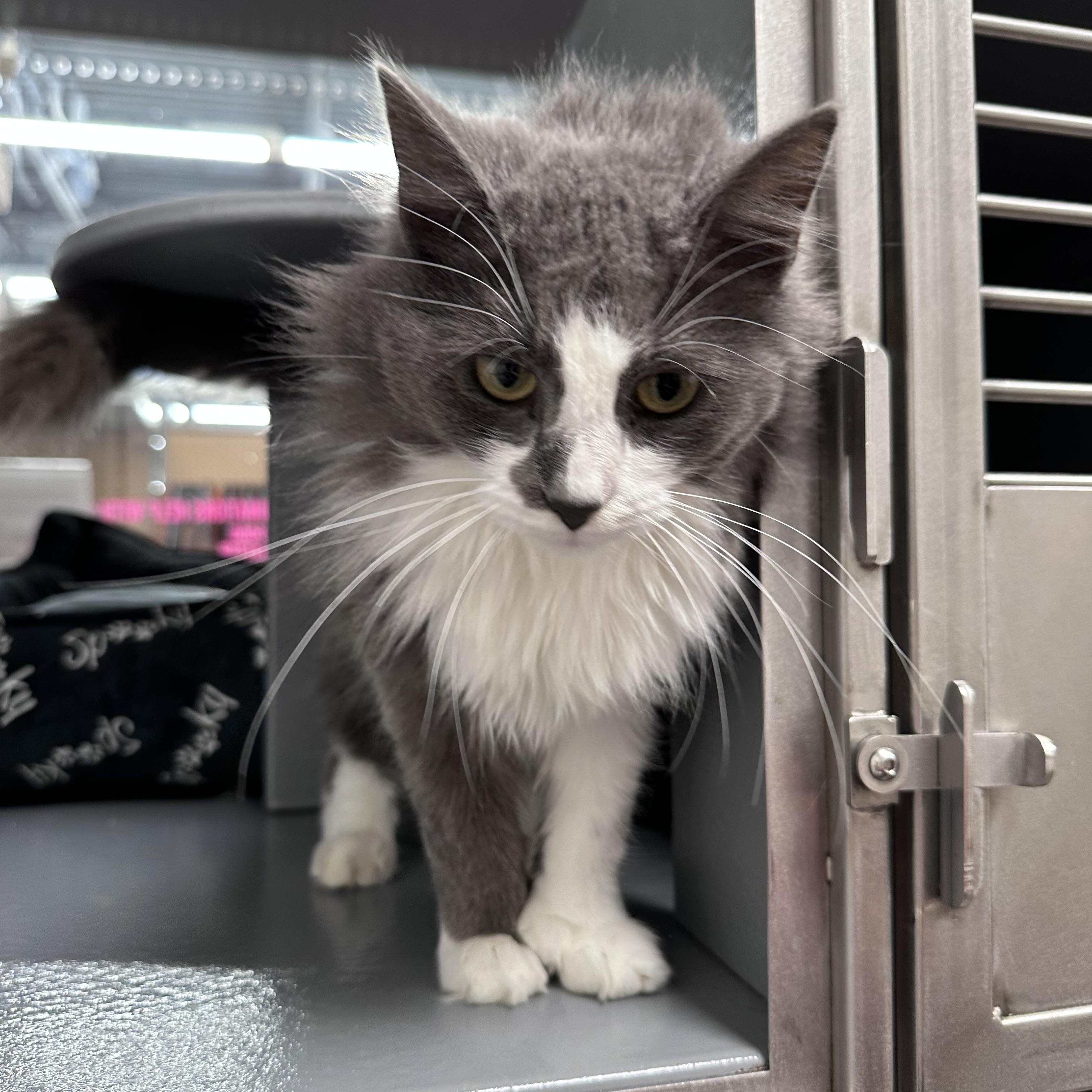 Enlarge Samaira, a Adopted Domestic Long Hair in Dalton, GA image 3/4