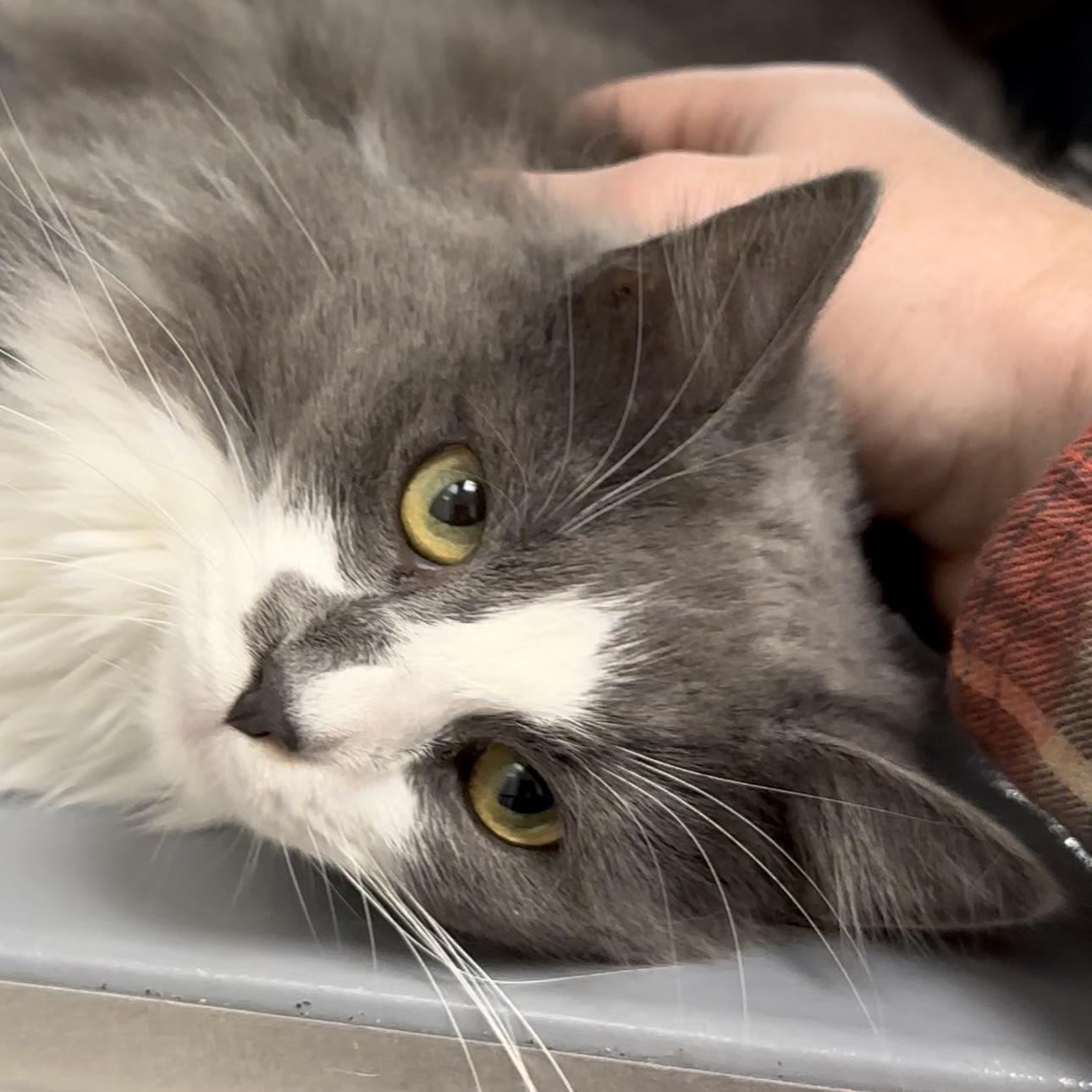 Enlarge Samaira, a Adopted Domestic Long Hair in Dalton, GA image 4/4