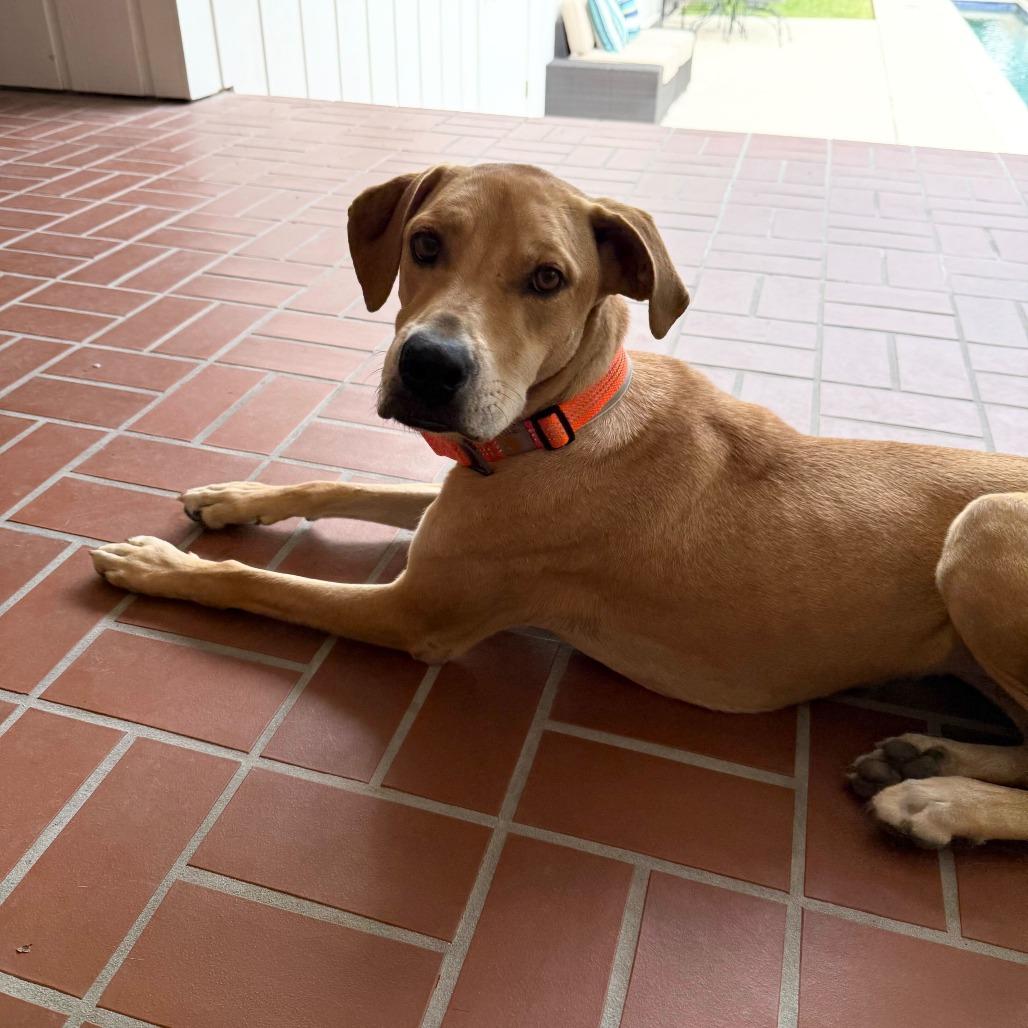 Noelle, Adoptable, Adult Female Labrador Retriever.