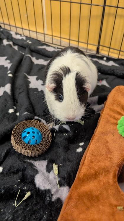 Snickers, Adoptable, Young Female Guinea Pig.