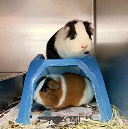 Enlarge Snickers, a Adoptable Guinea Pig in Bensalem, PA image 2/3
