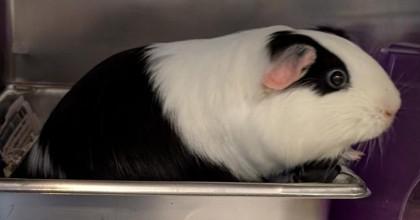 Enlarge Snickers, a Adoptable Guinea Pig in Bensalem, PA image 3/3