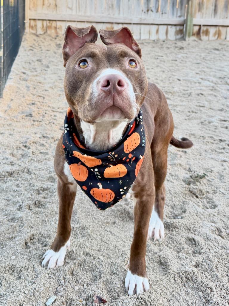 Lyric, Adoptable, Young Female Mixed Breed.