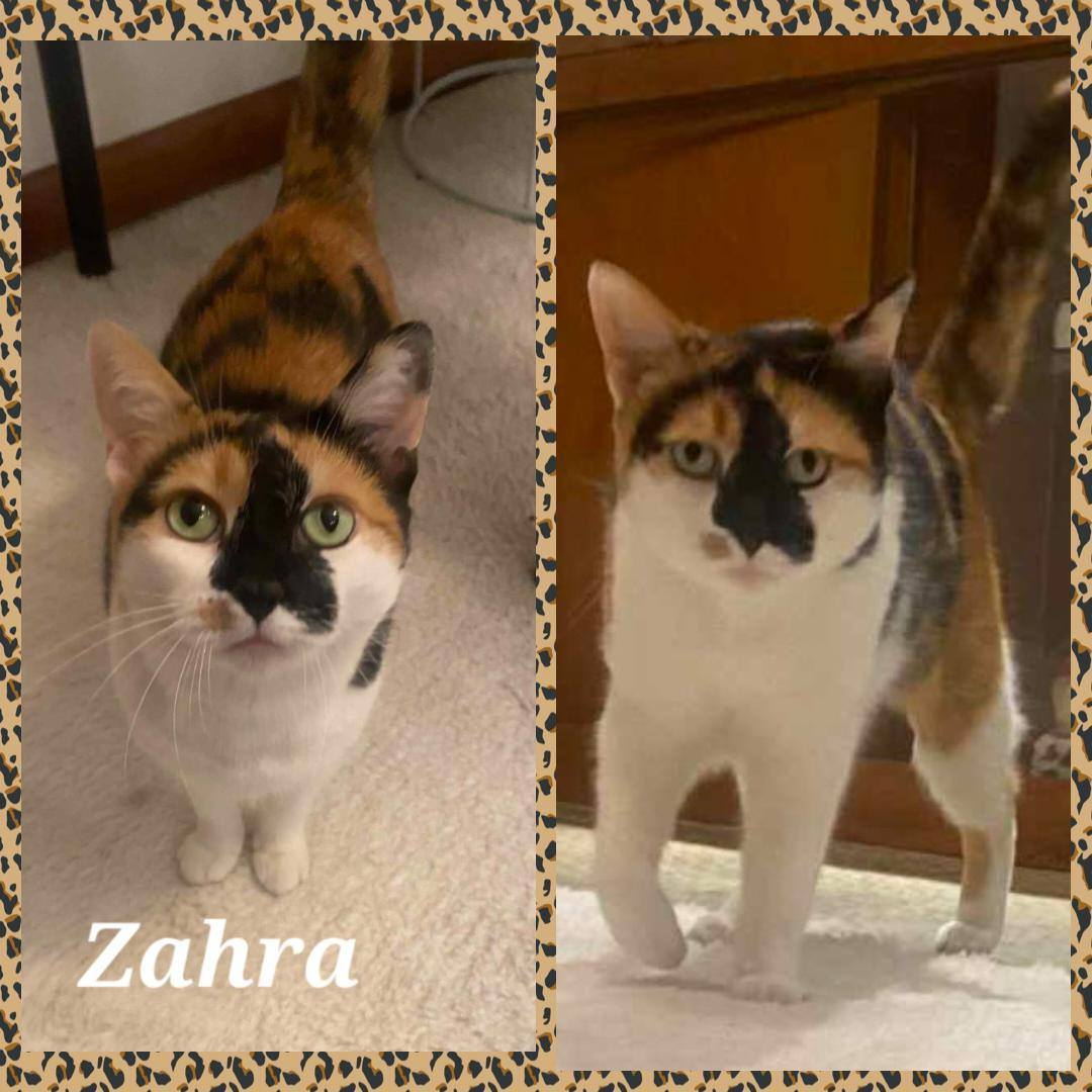 Pixel , Adoptable, Adult Female Calico.