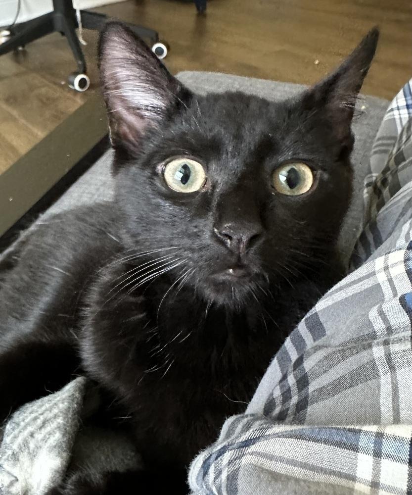 Briggs, Adoptable, Kitten Male Domestic Short Hair.