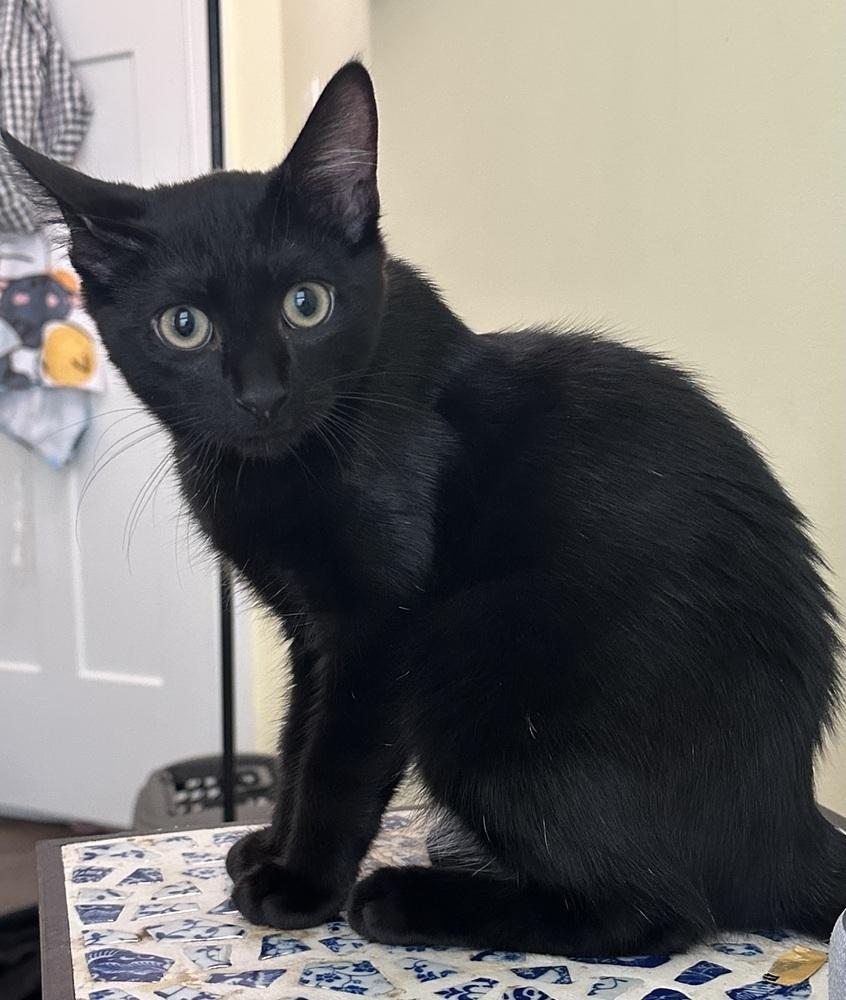 Enlarge Briggs, a Adoptable mixed breed in Emerald Isle, NC image 2/3