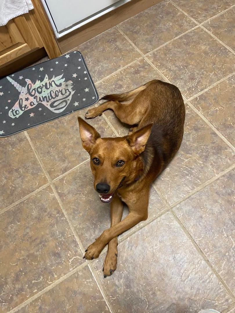 Kevin, Adopted, Young Male Cattle Dog.