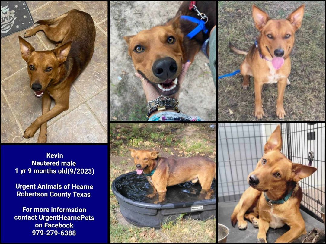 Enlarge Kevin, a Adopted Cattle Dog in Hearne, TX image 2/2