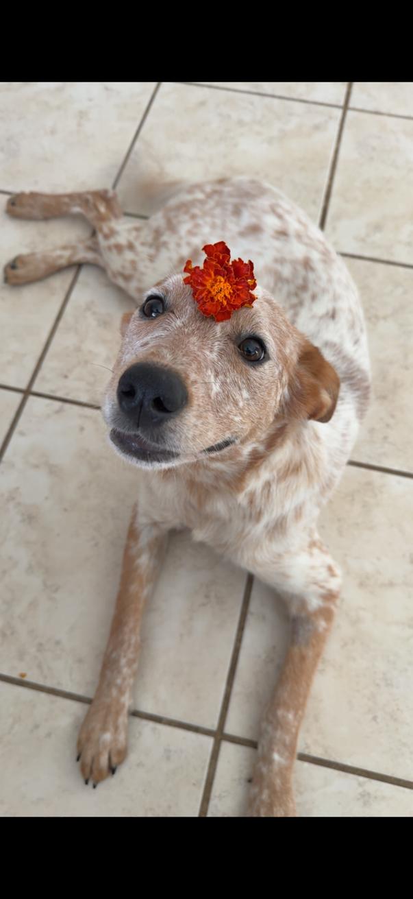 Enlarge Jinx, a ADOPTABLE mixed breed in Walker, LA image 1/3