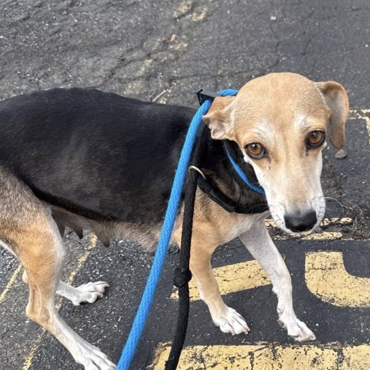 Enlarge Brittanie, a ADOPTABLE mixed breed in Nanuet, NY image 6/6