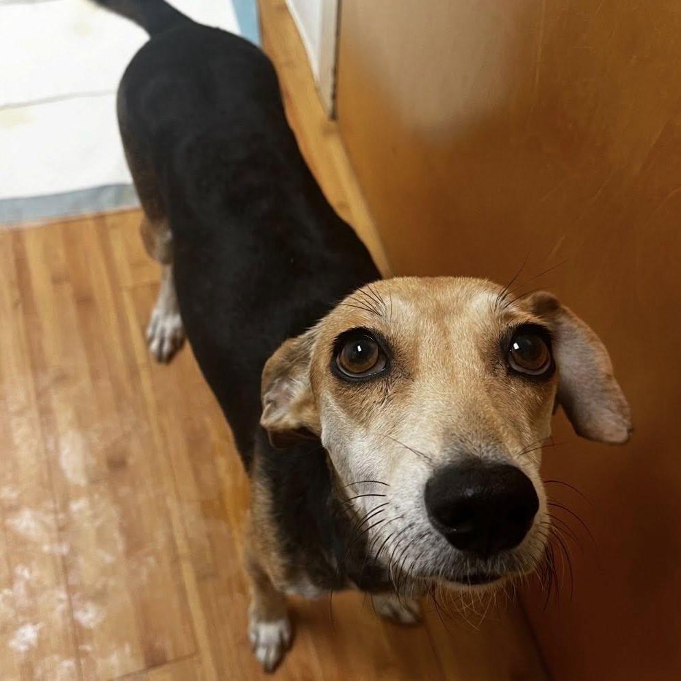 Brittanie, ADOPTABLE, Adult Female Dachshund & Beagle.