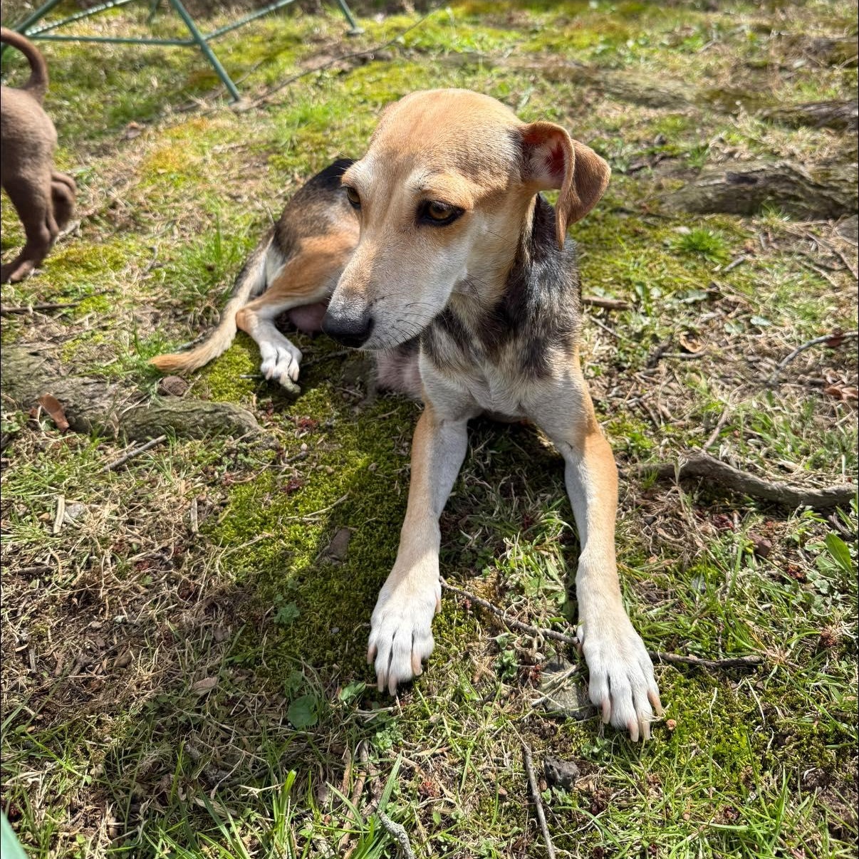 Enlarge Brittanie, a ADOPTABLE mixed breed in Nanuet, NY image 3/6