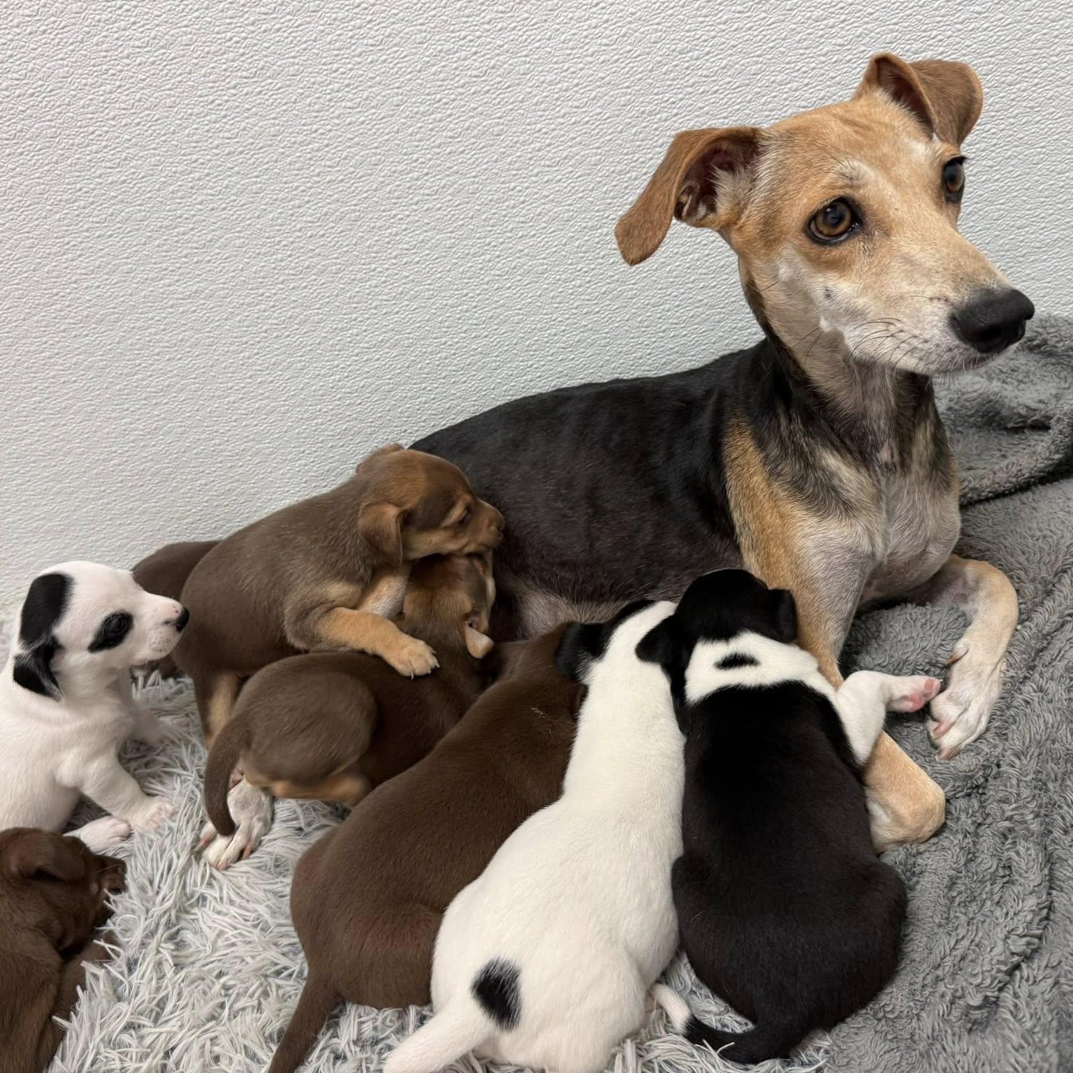 Enlarge Brittanie, a ADOPTABLE mixed breed in Nanuet, NY image 2/6