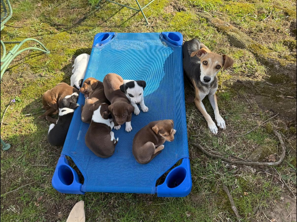 Enlarge Brittanie, a ADOPTABLE mixed breed in Nanuet, NY image 4/6