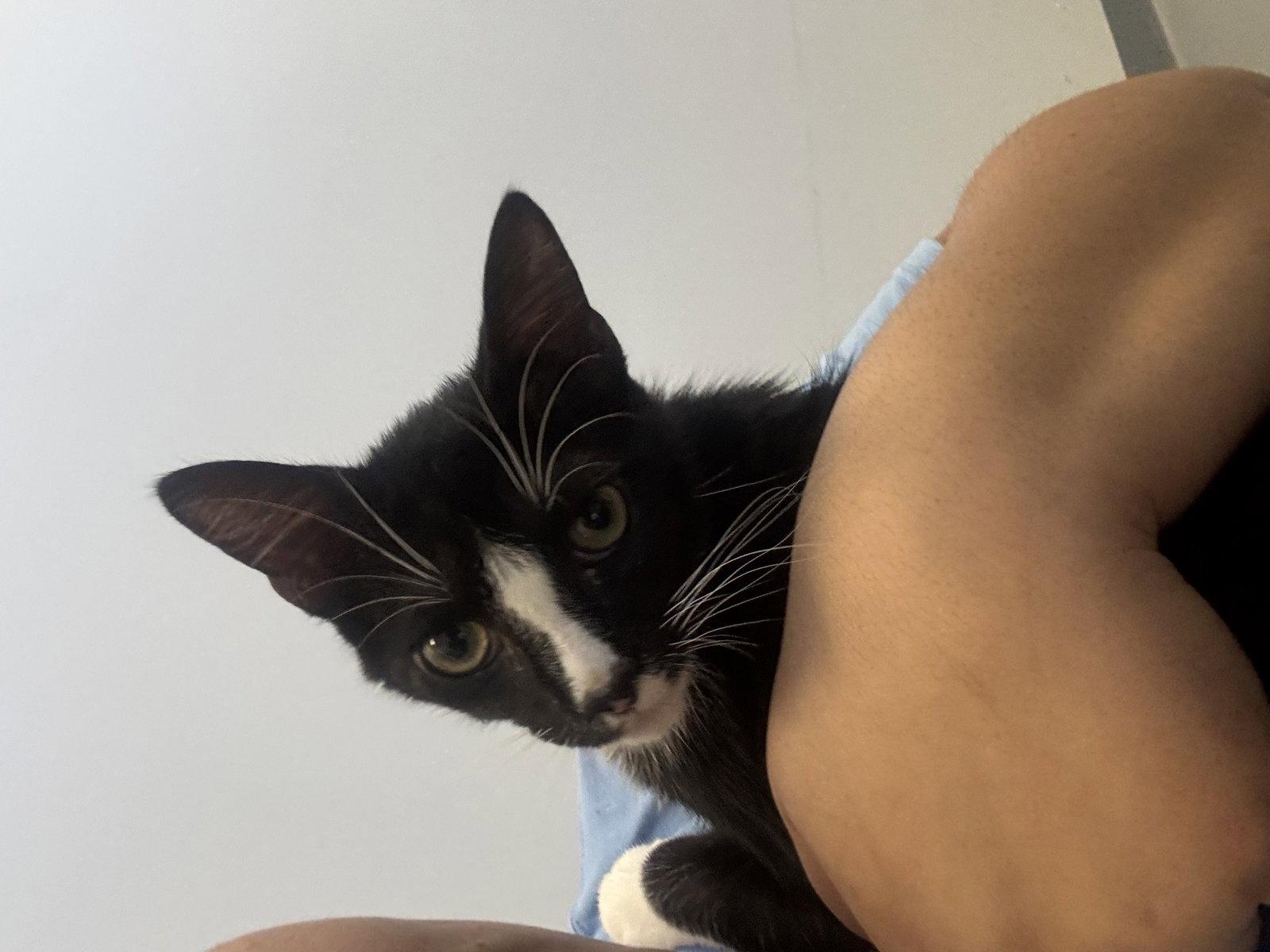 Enlarge Manchas, a Adoptable Domestic Short Hair in Hilton Head Island, SC image 1/2