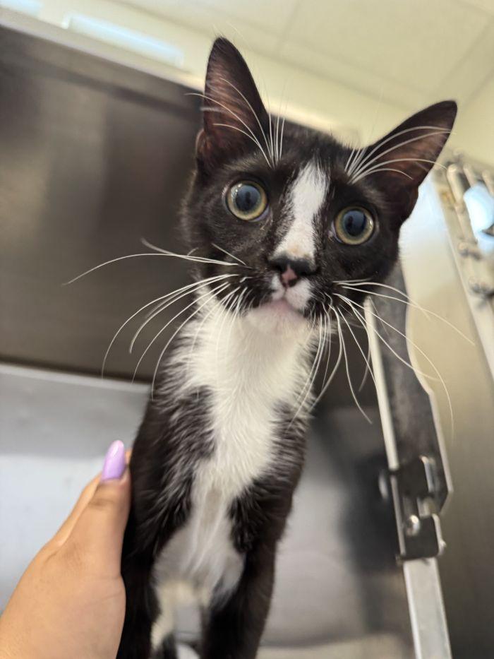 Enlarge Manchas, a Adoptable Domestic Short Hair in Hilton Head Island, SC image 2/2